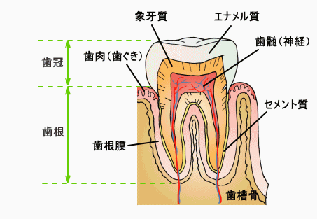 歯