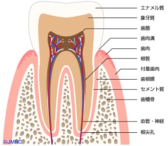 歯の構造