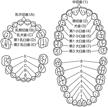 歯列