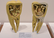 歯の博物館