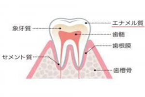 歯の構成