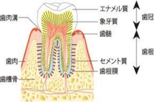 象牙質