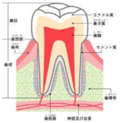 セメント質