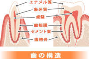 セメント質No2