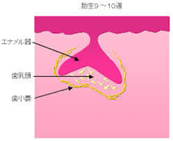 歯の発生②