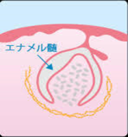 歯の発生③