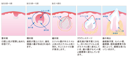 歯の発生④